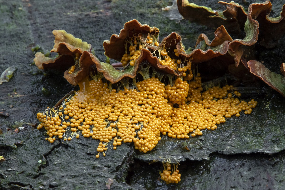 Santa Klaus va Qorqiz jinsiy aloqa rasmlar Orta asr rasmlari va porno rasmlari